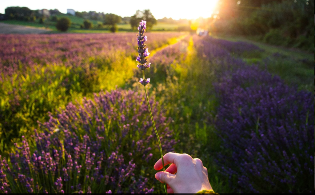 Lavanda